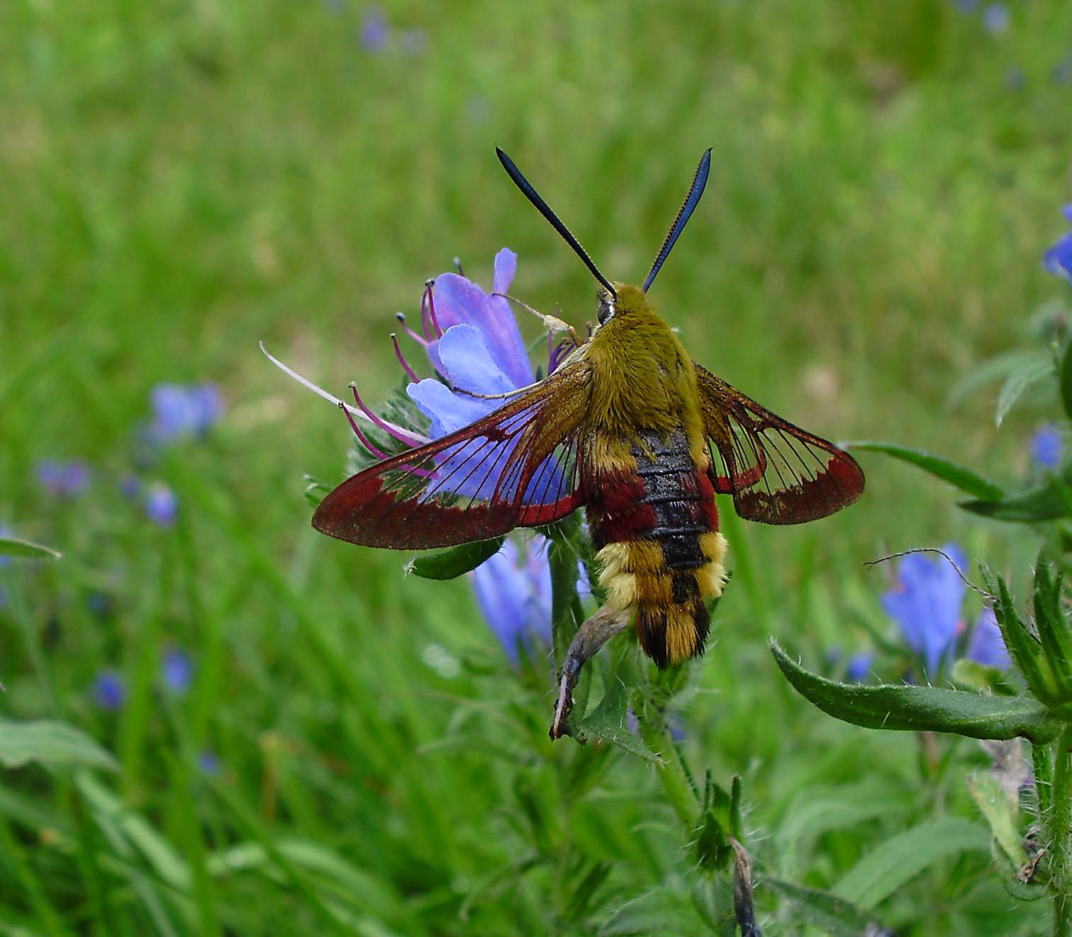 Glasvleugelpijlstaart
