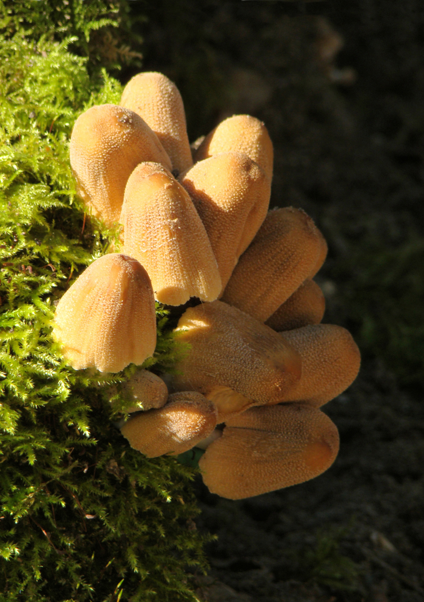 Gewone glimmerinktzwam