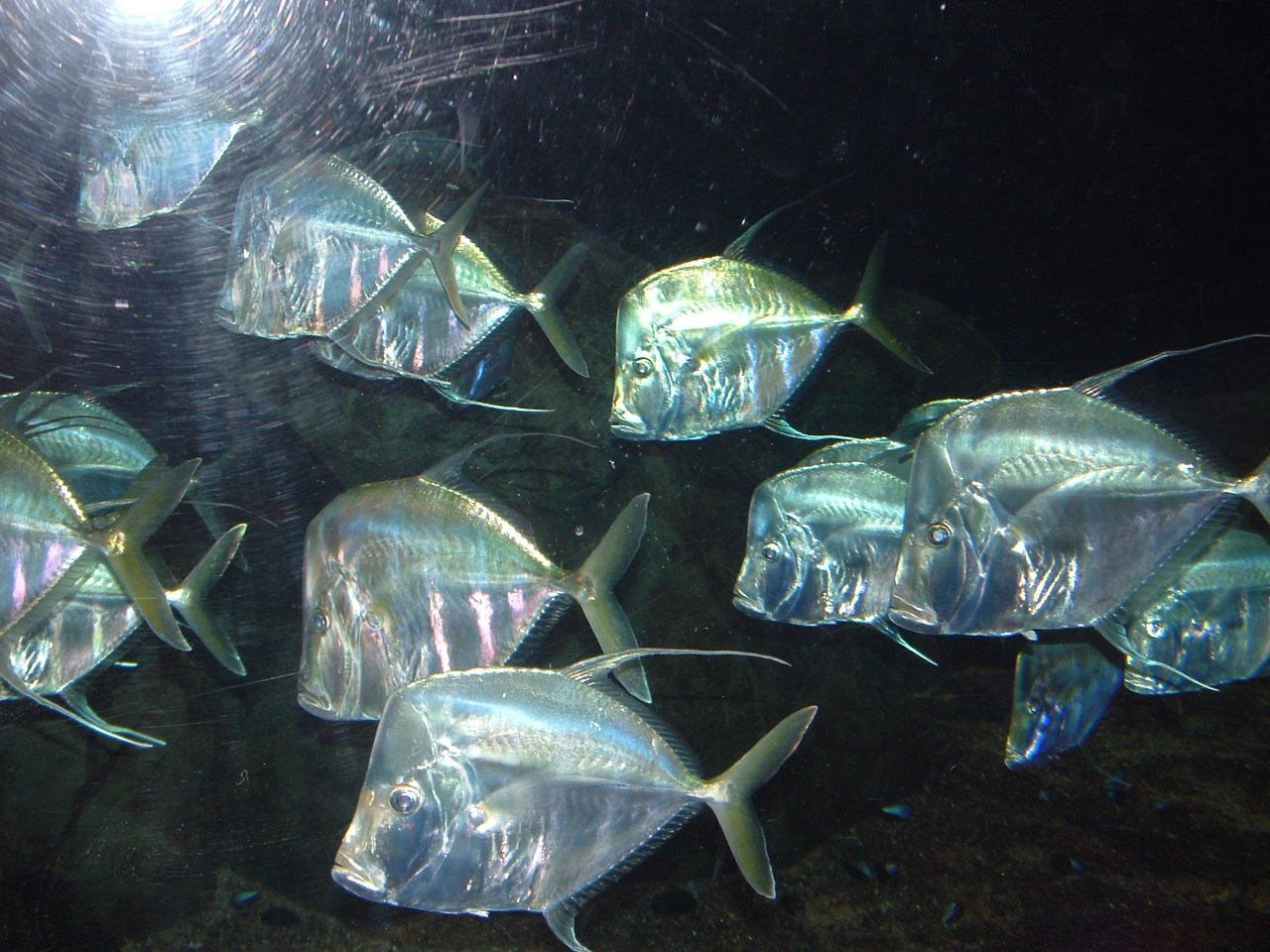 Aquarium in Blijdorp