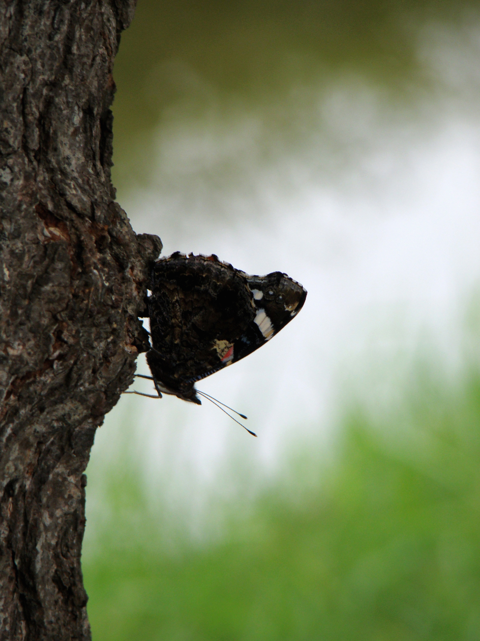 Atalanta op boomschors