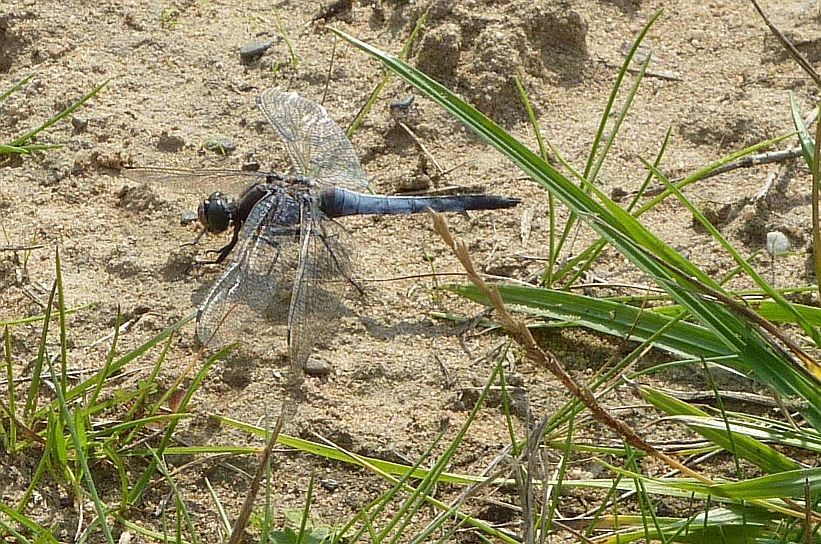 blauwe libel zuidelijke oeverlibel