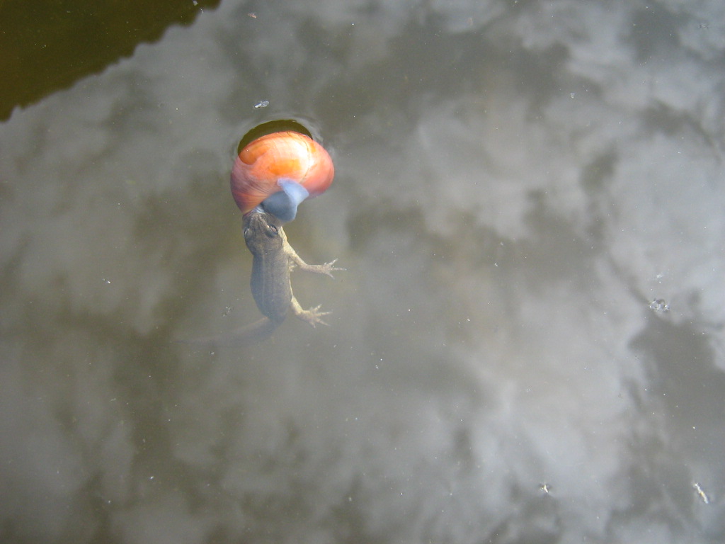 salamander eet slak?