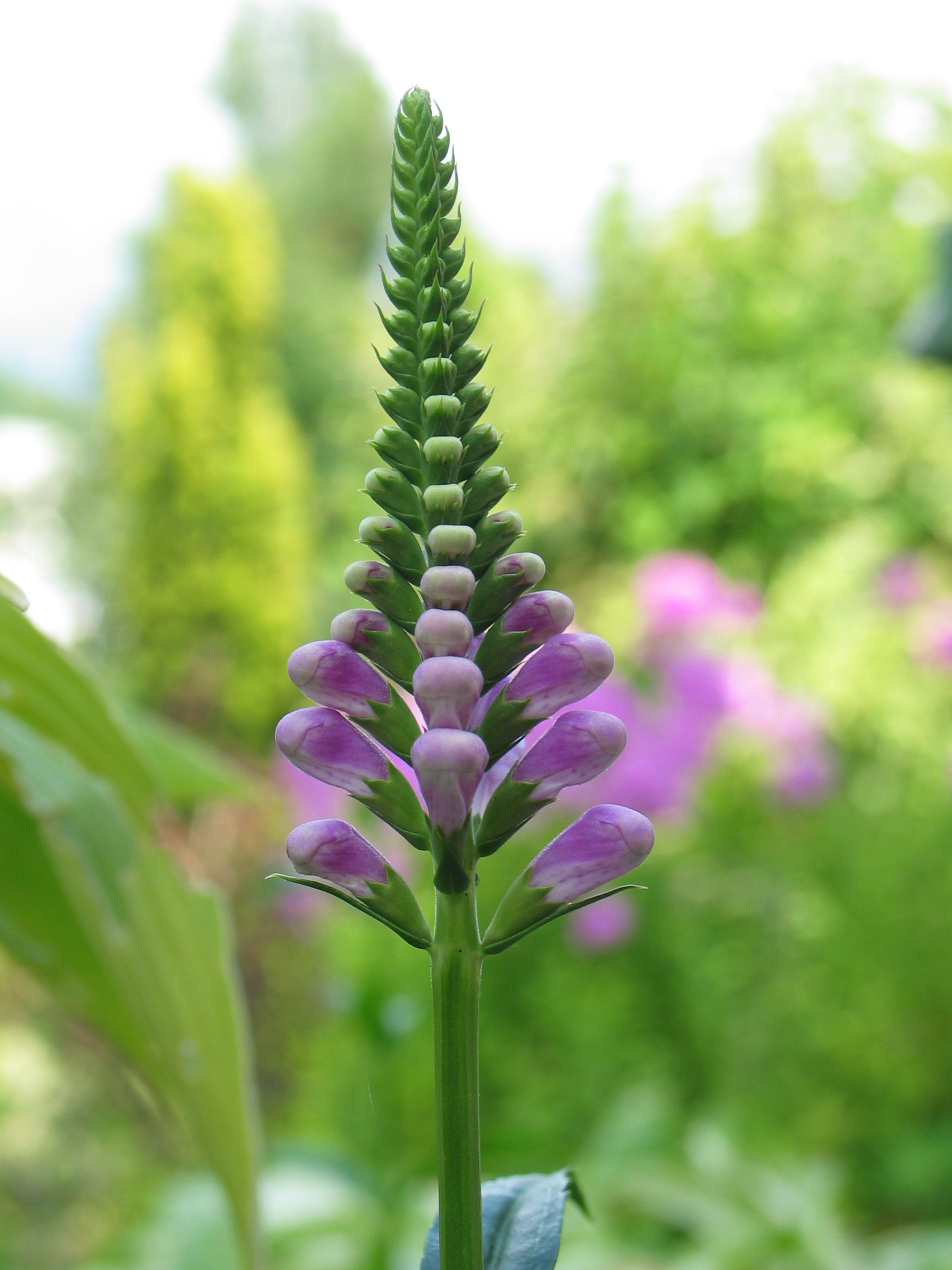 bloem symmetrie