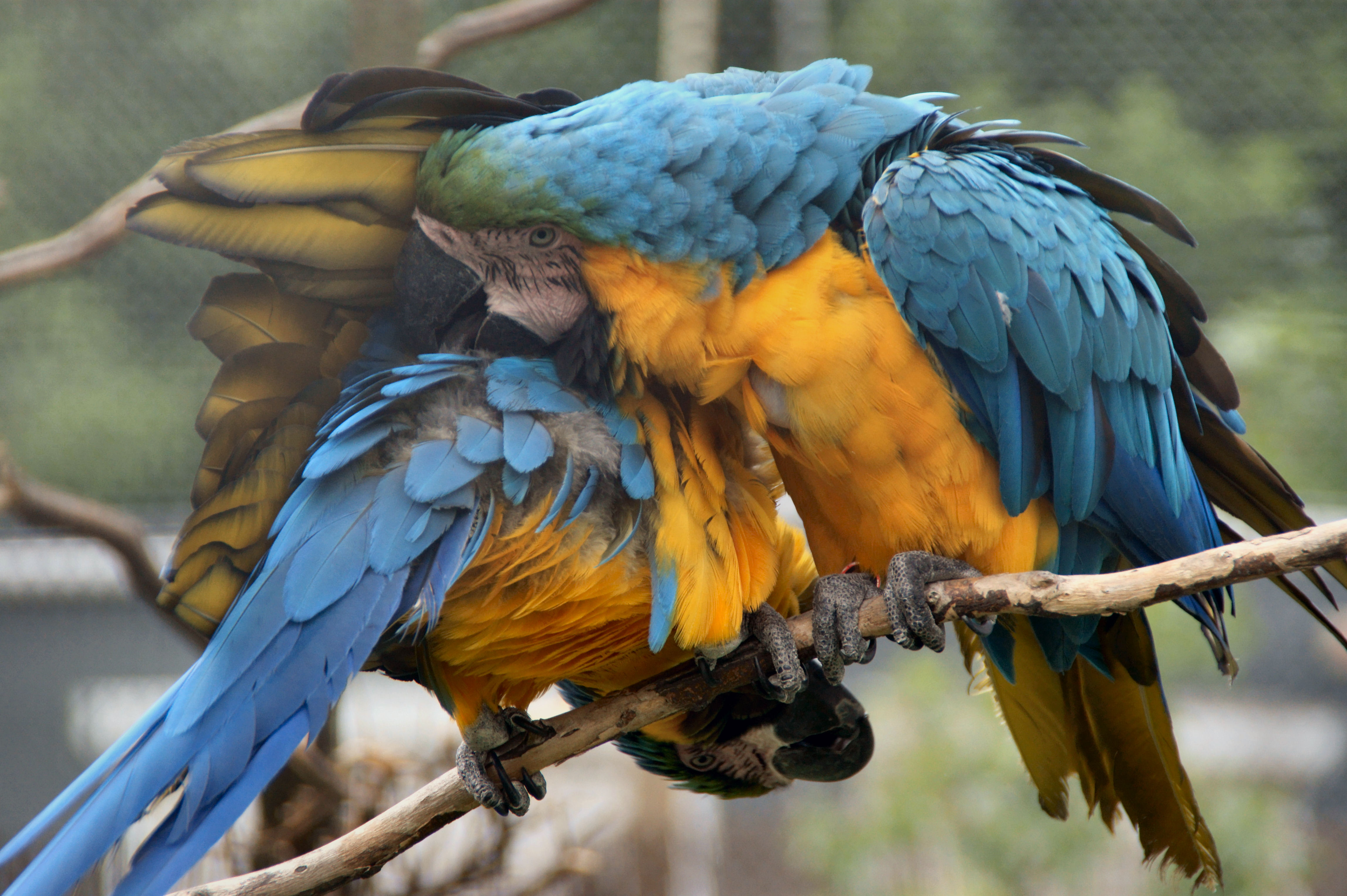 Ik heb zo'n jeuk....eh dank je