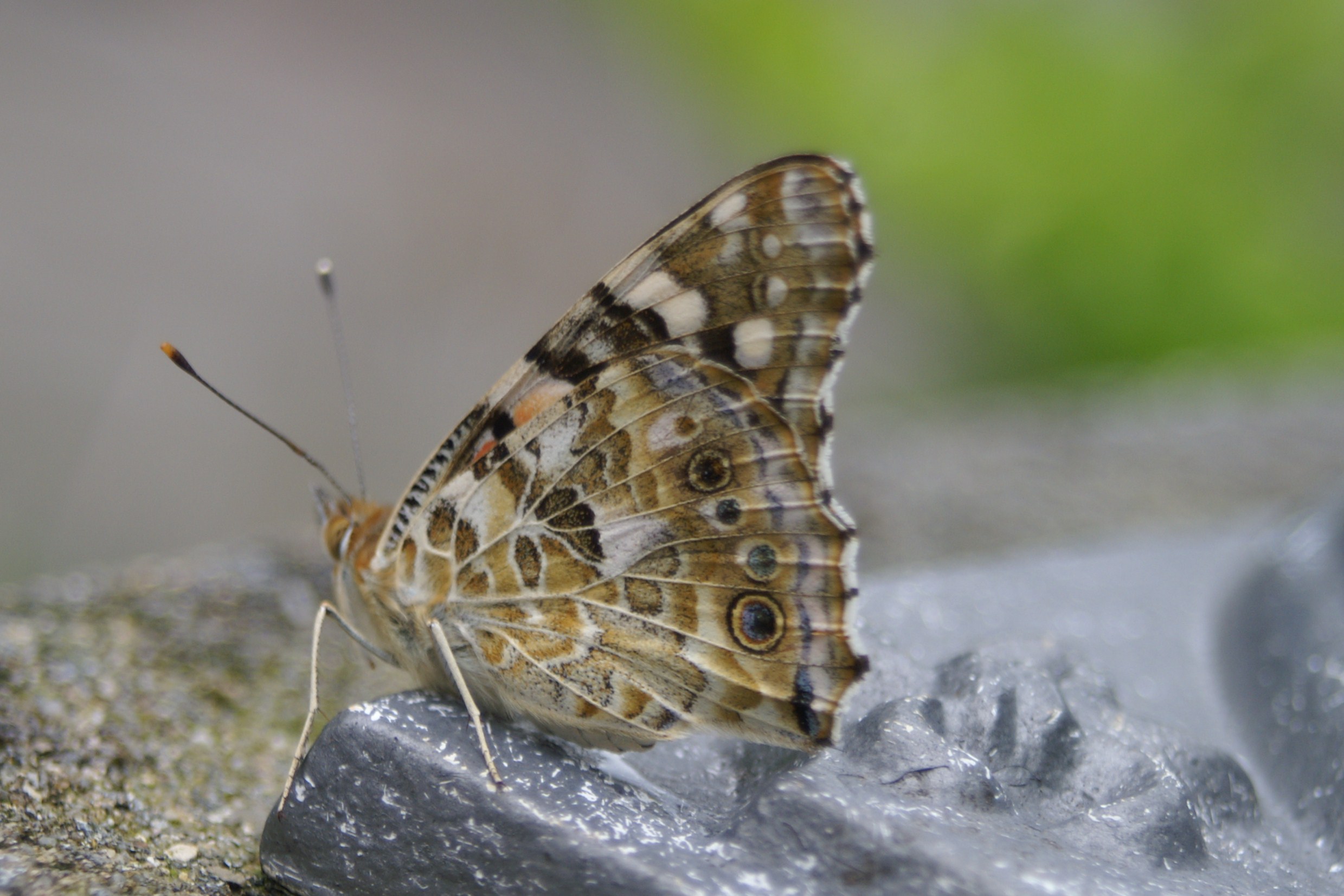 bond zandoogje in de tuin