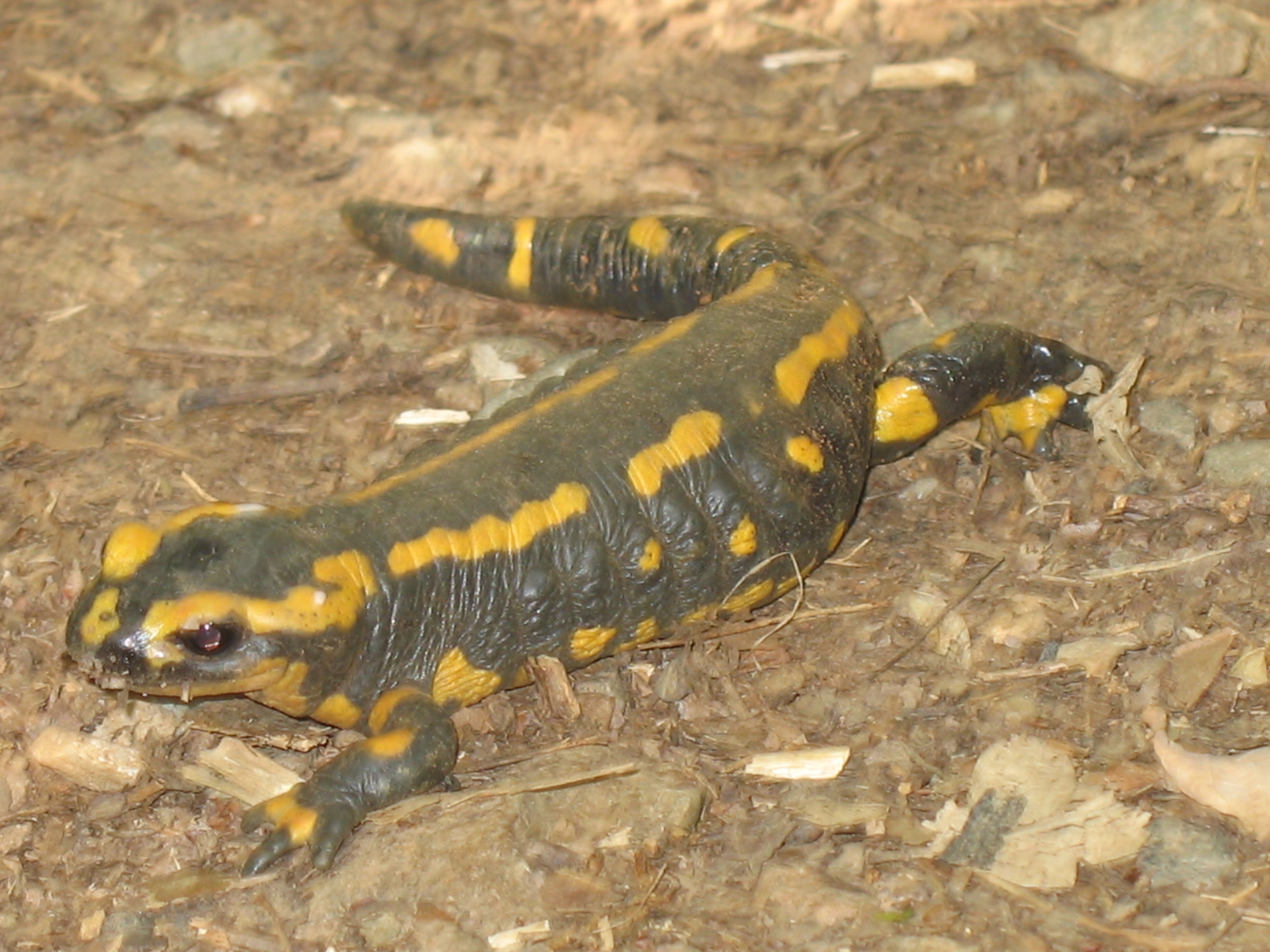 vuursalamander