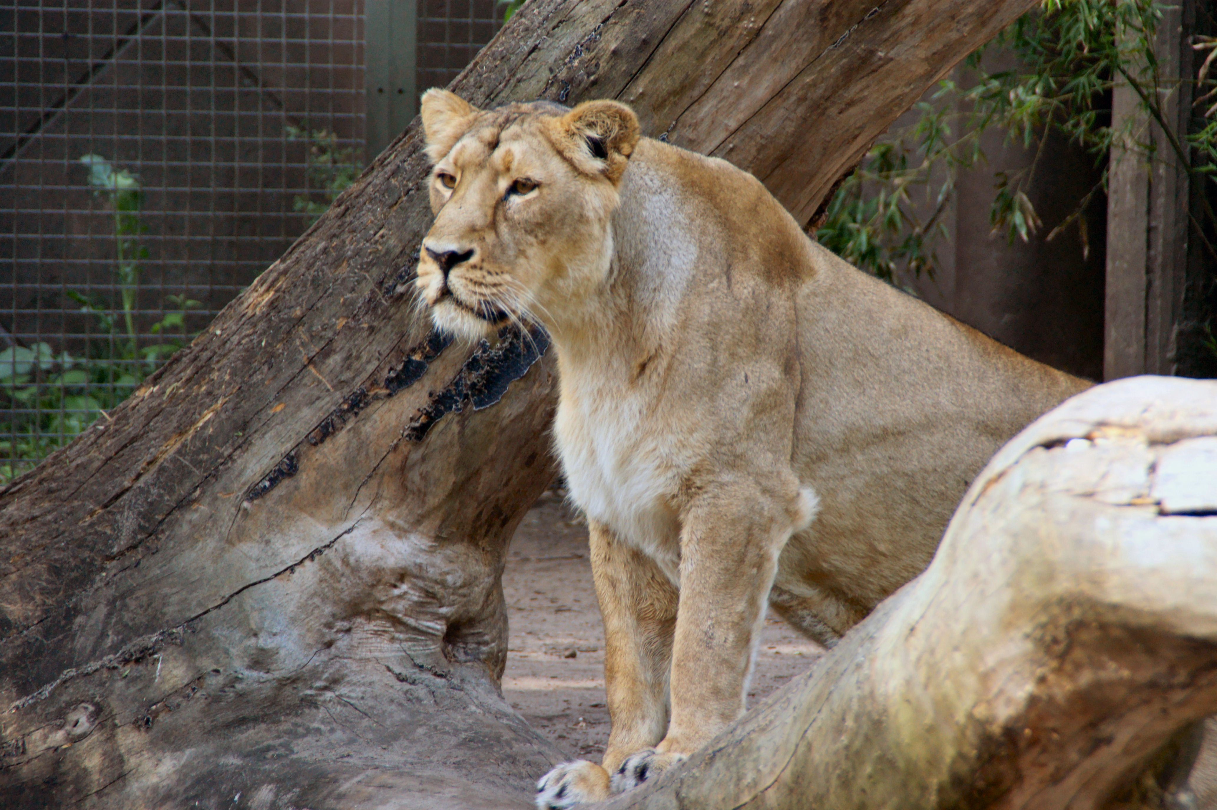 Moeders op de uitkijk
