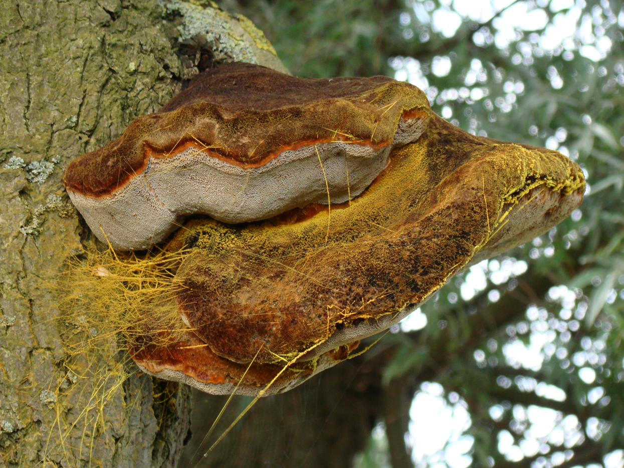 ruige weerschijnzwam 