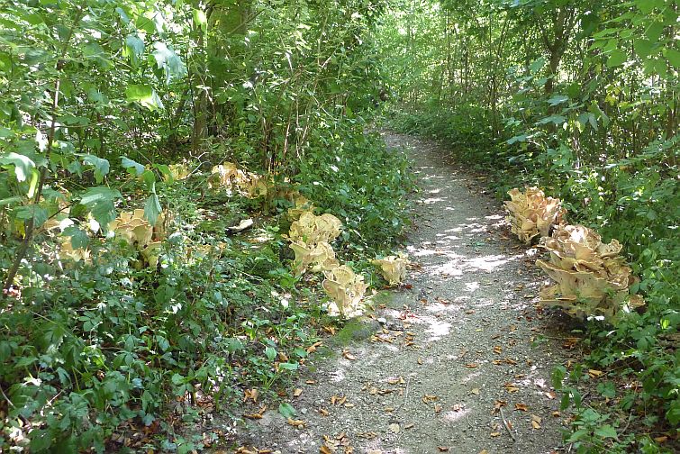 paddenstoelen bospad zoelen