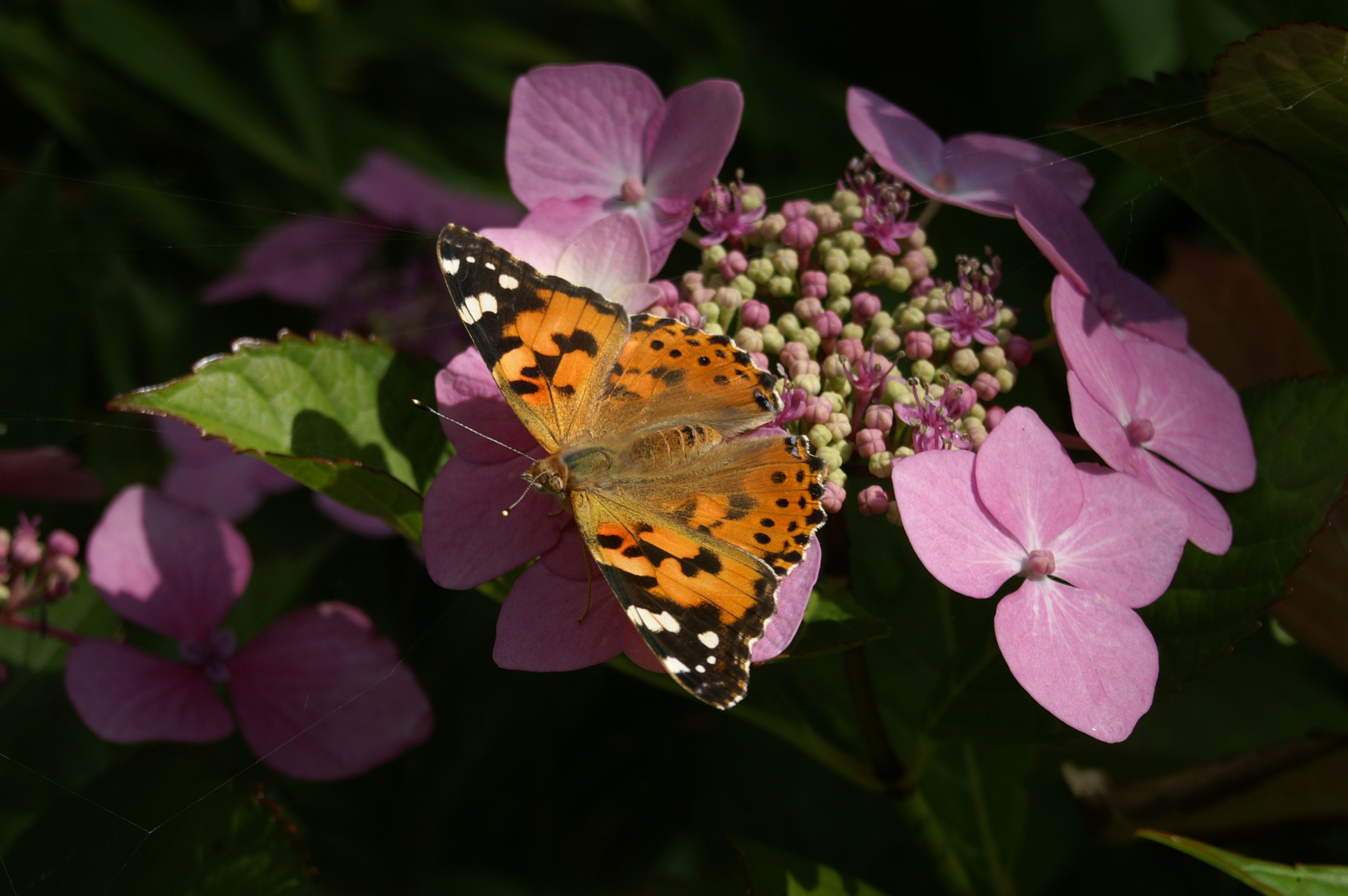 distelvlinder op hortensia