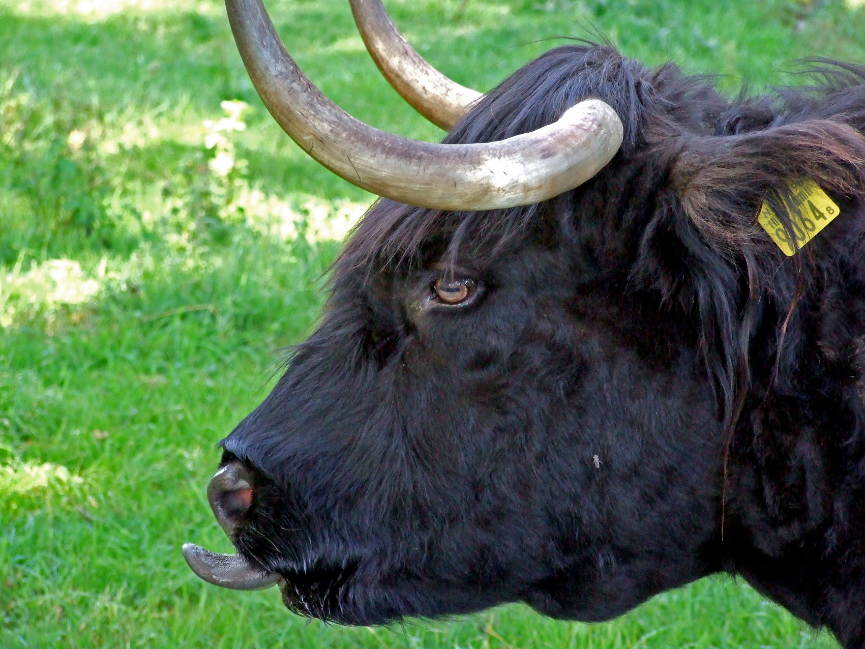 Koebeest bij Hengevelde