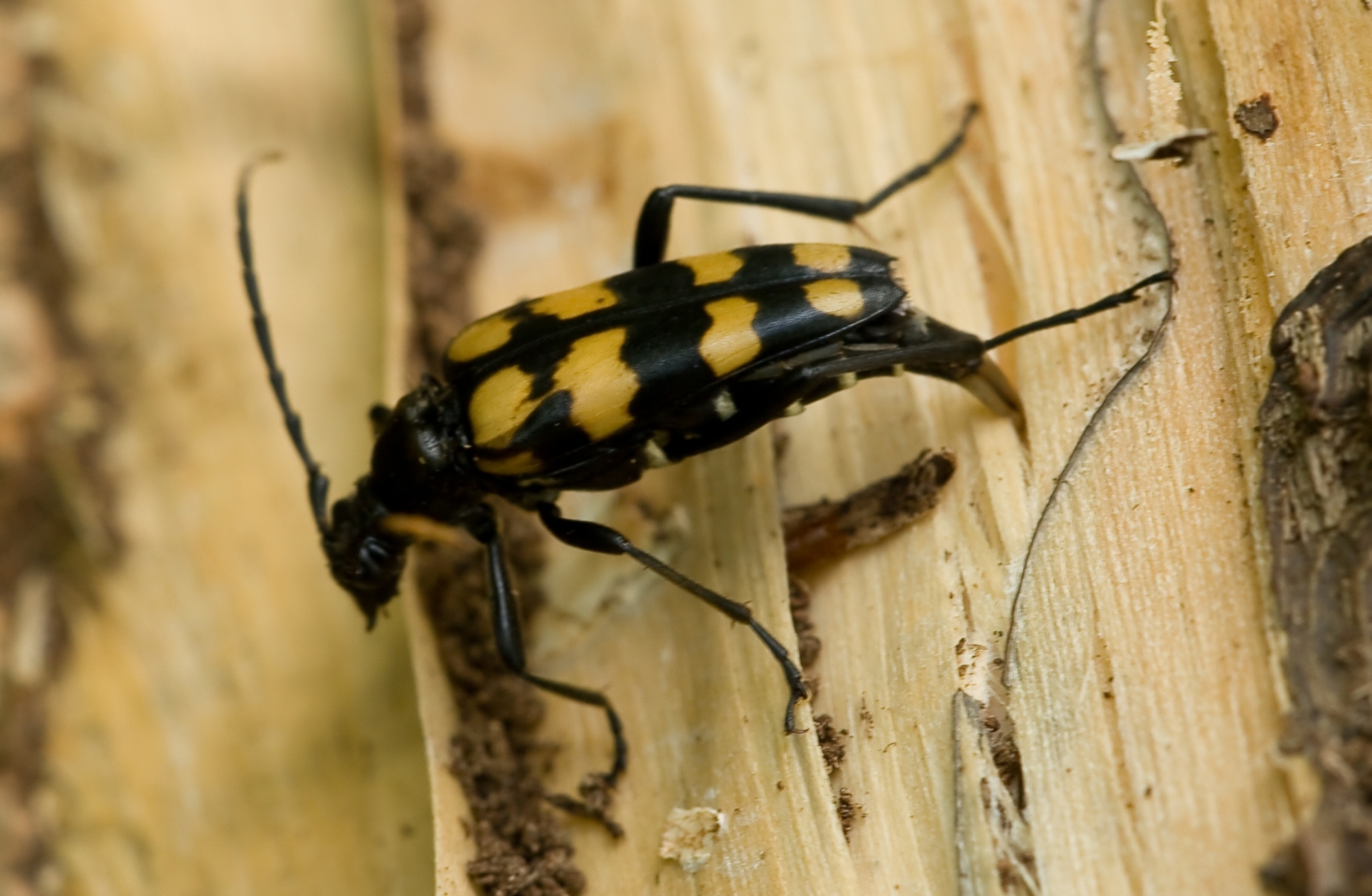 Gevlekte Smalbok (Leptura maculata)