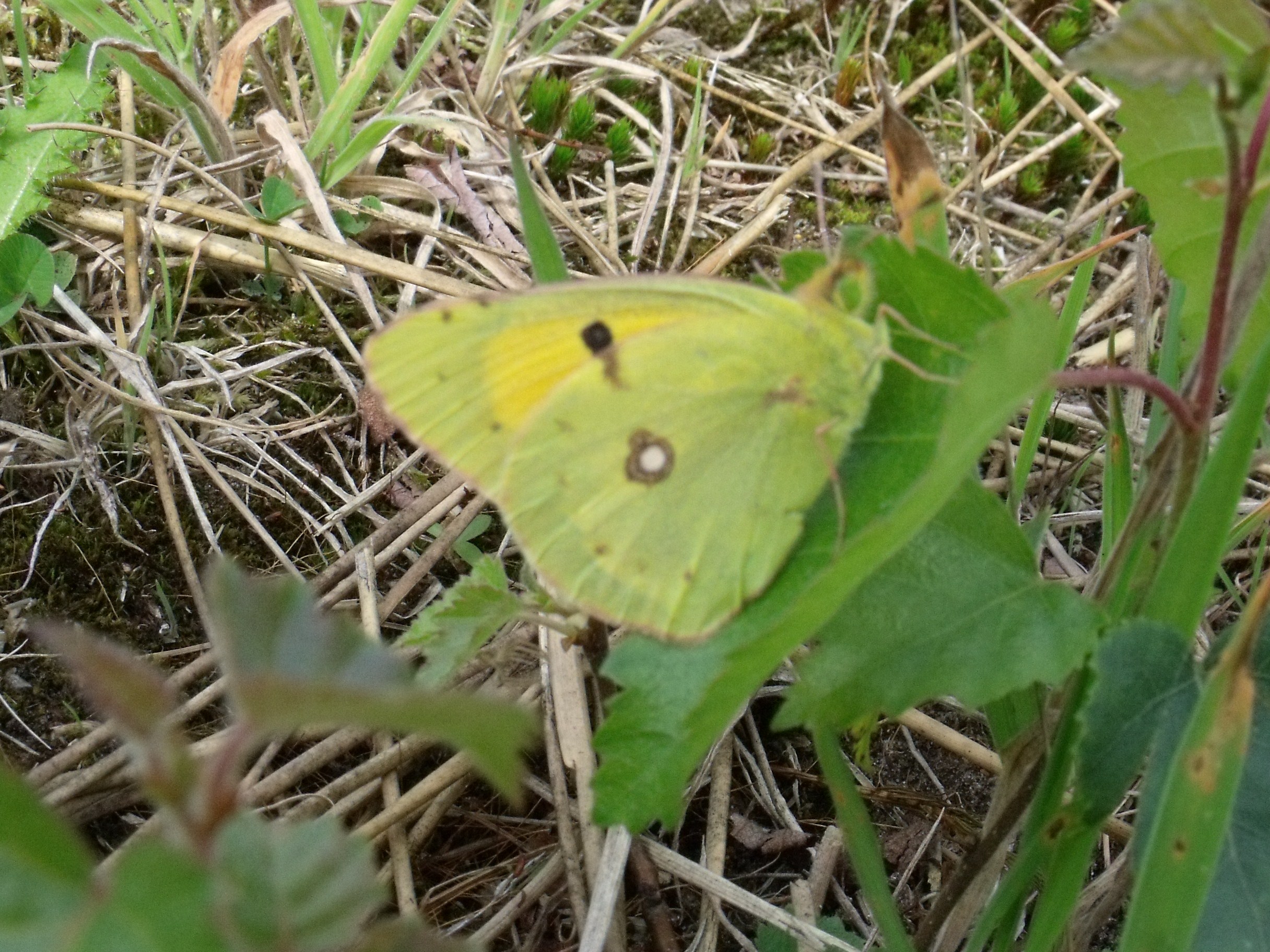 Oranje Luzernevlinder
