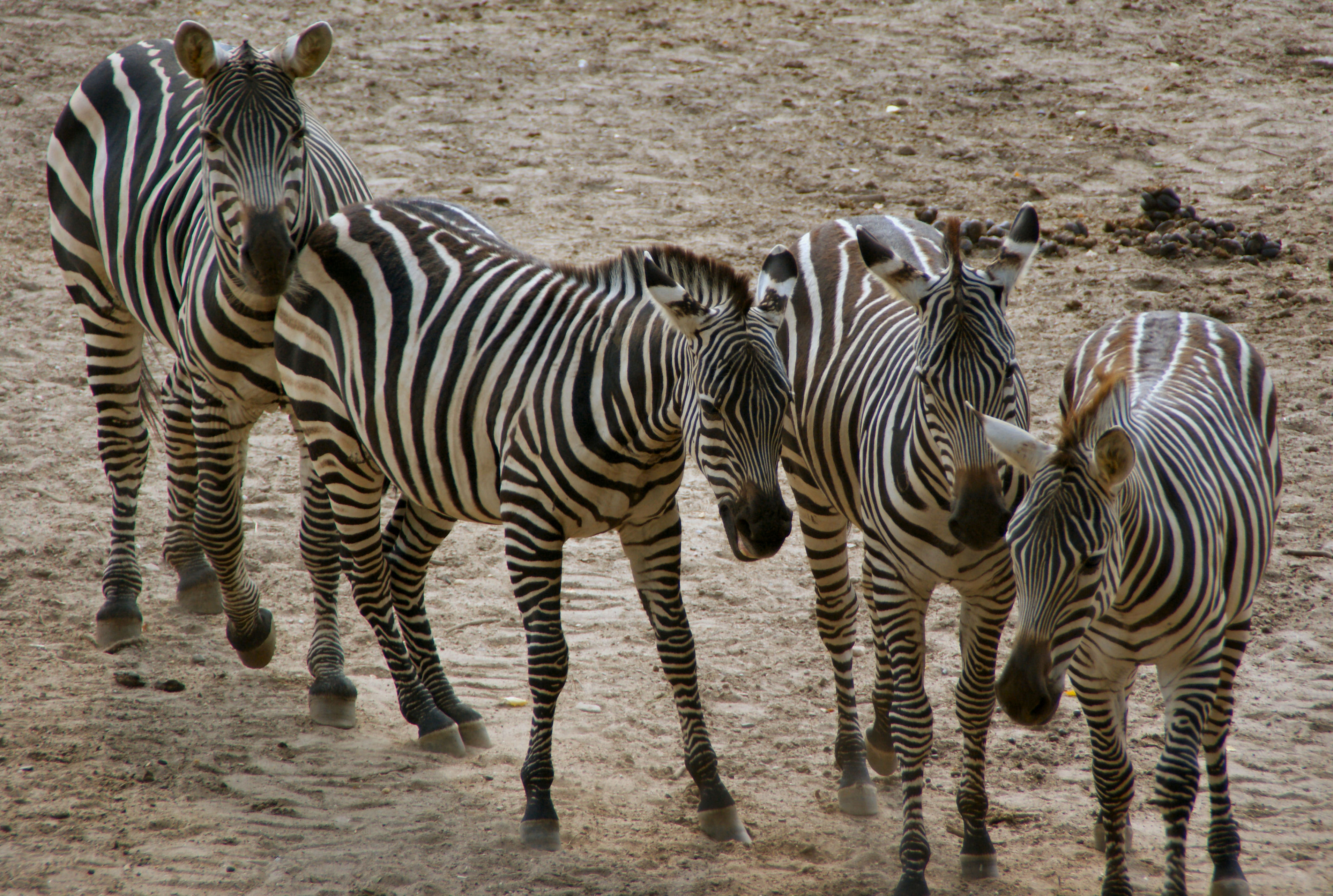 Hallo....wij willen ook op de foto