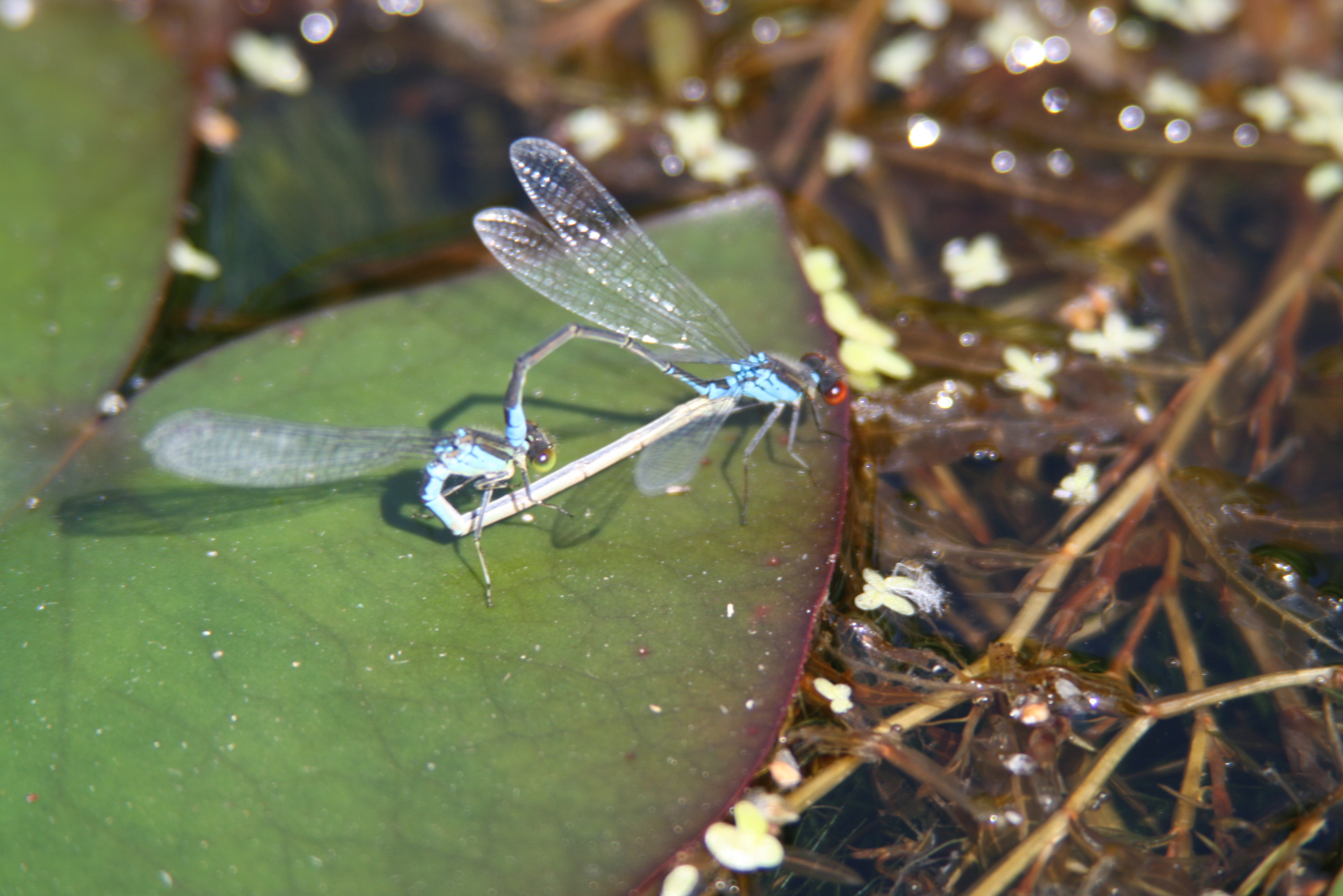 parende libelle's