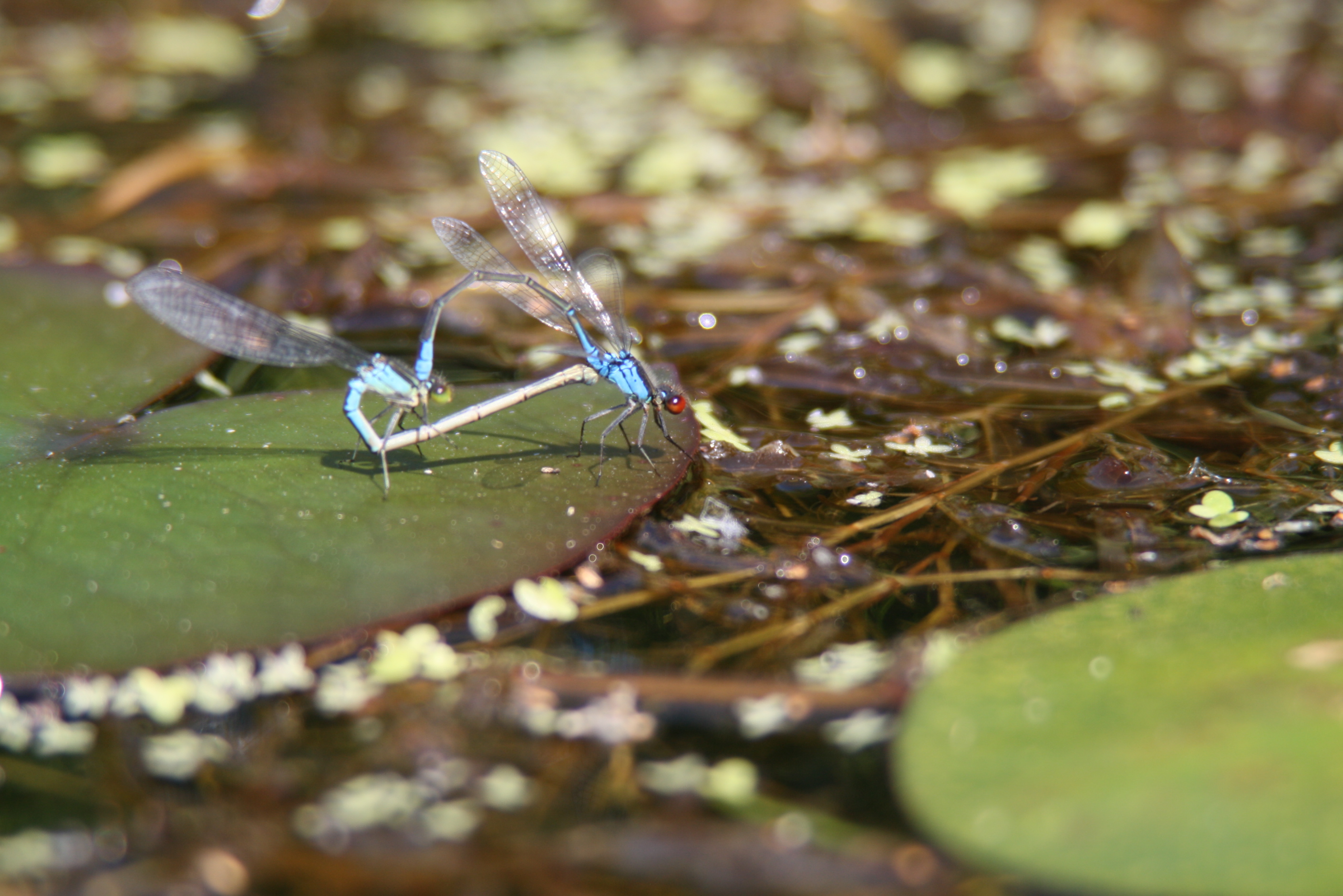 parende libelle's