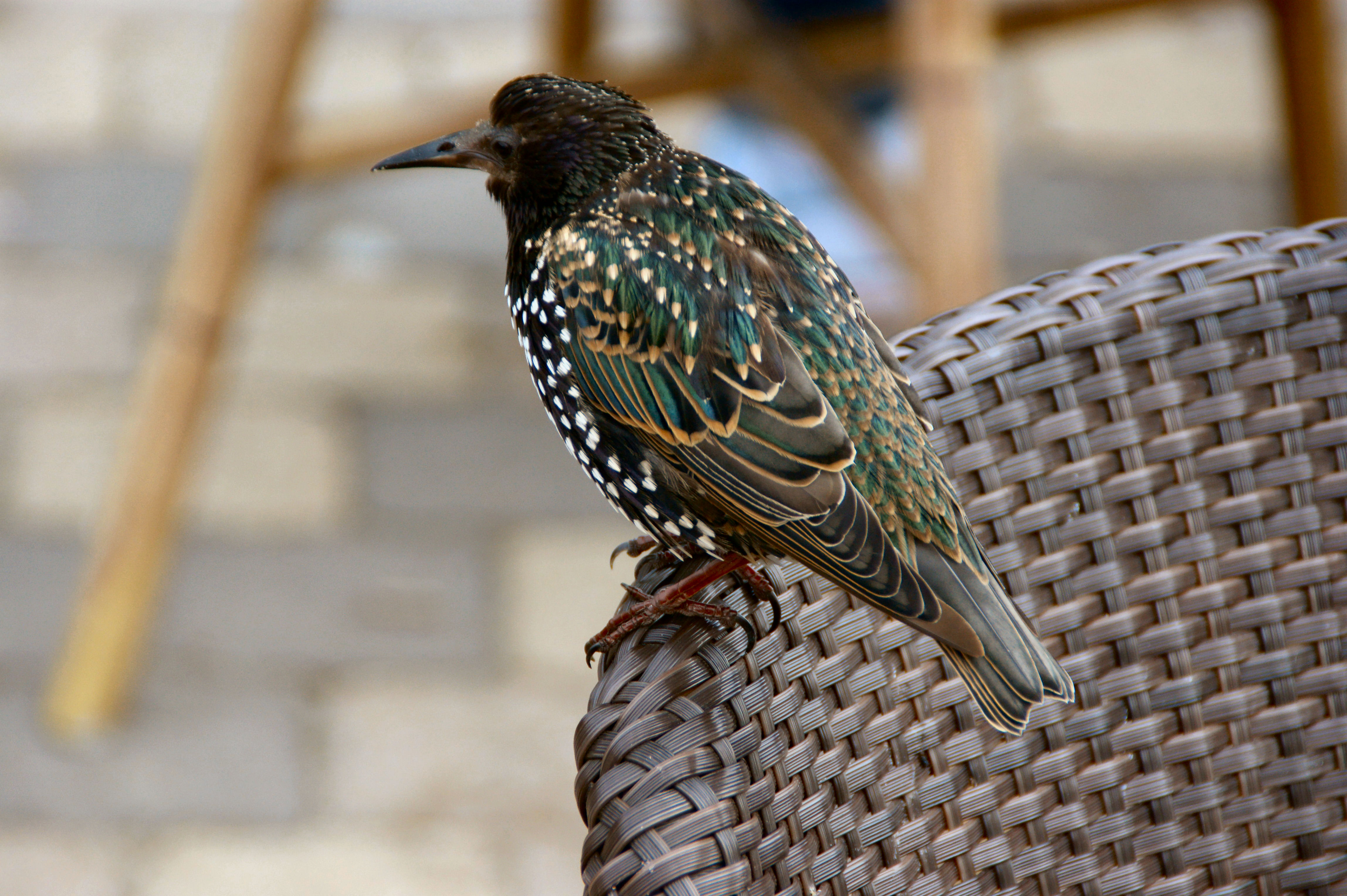 Valt er hier nog wat te eten?