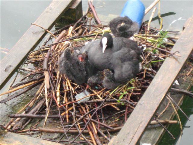 nest jonge meerkoeten