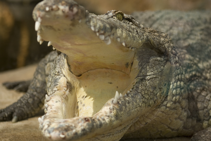 Blijdorp's andere kroky