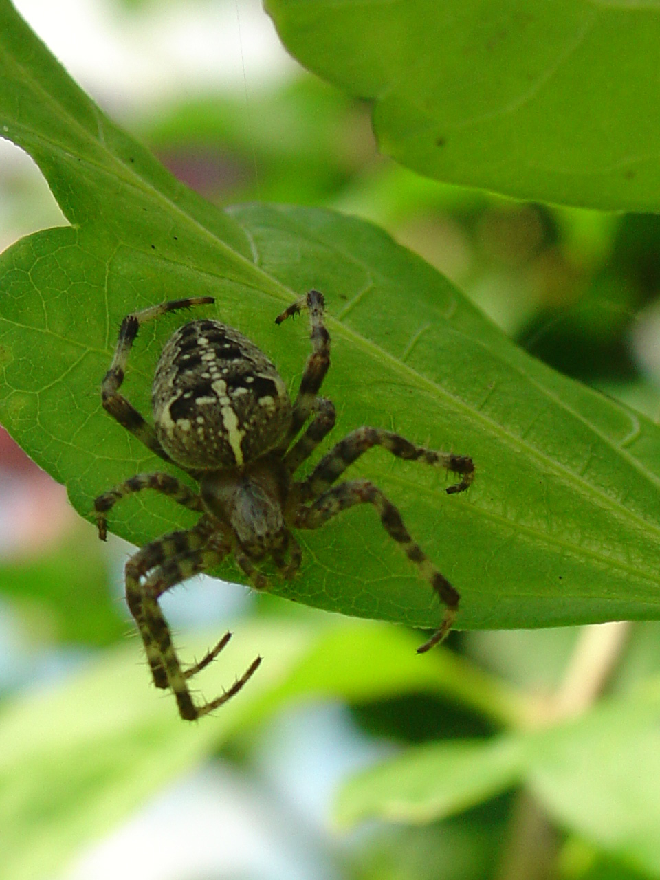 het is weer spinnentijd