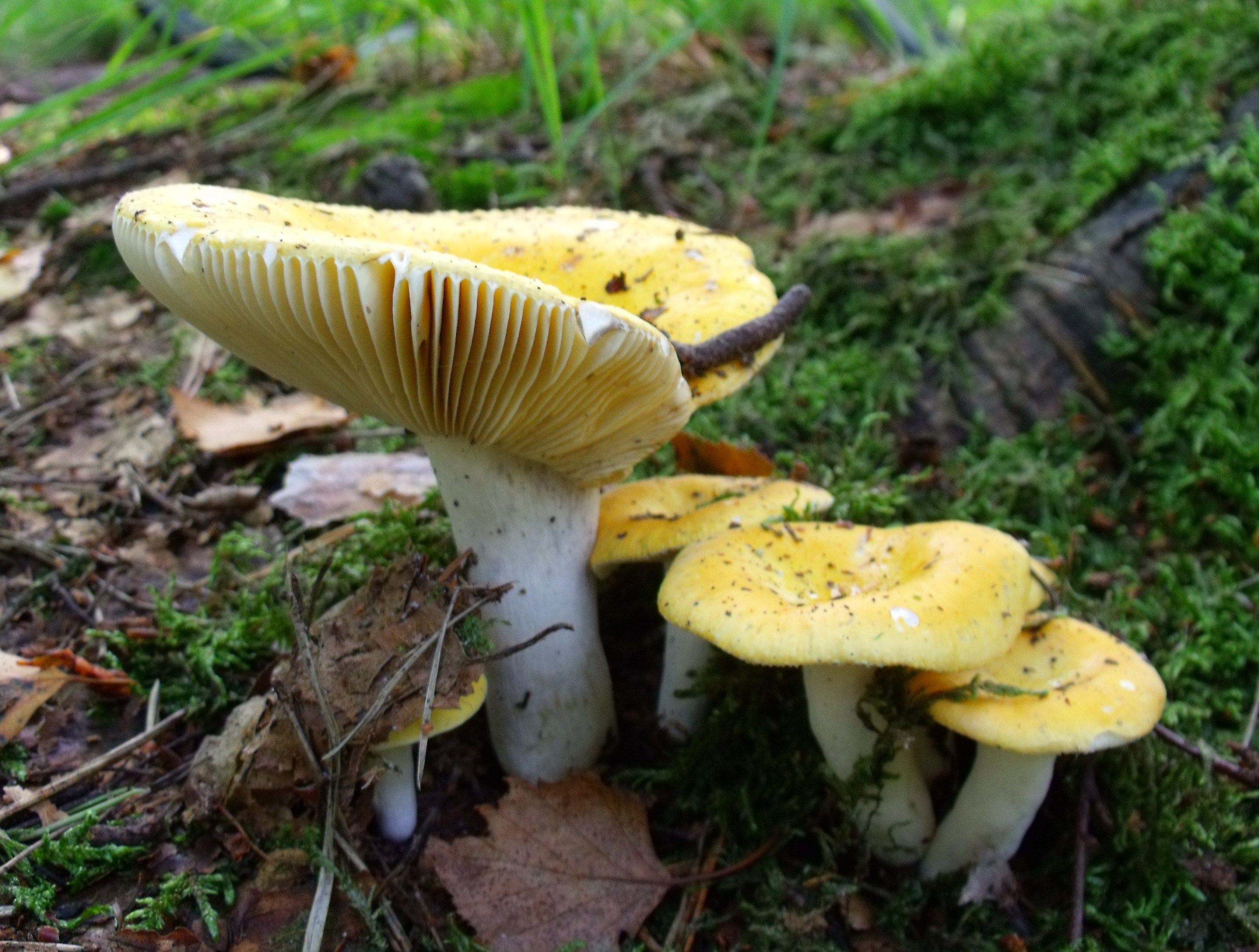 Berkenrussula's
