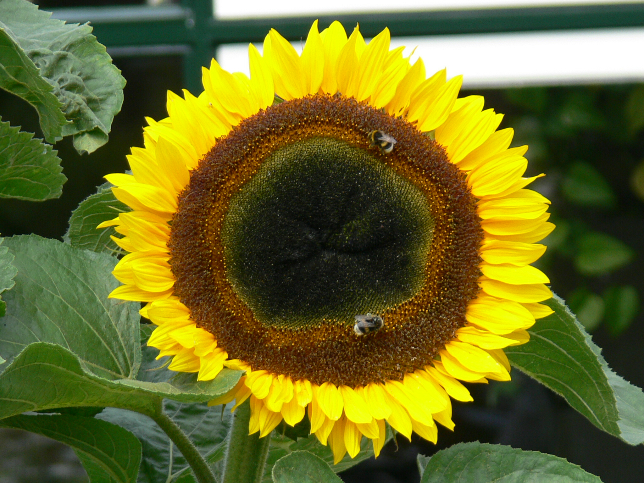 Enorme Zonnebloem met Hommels