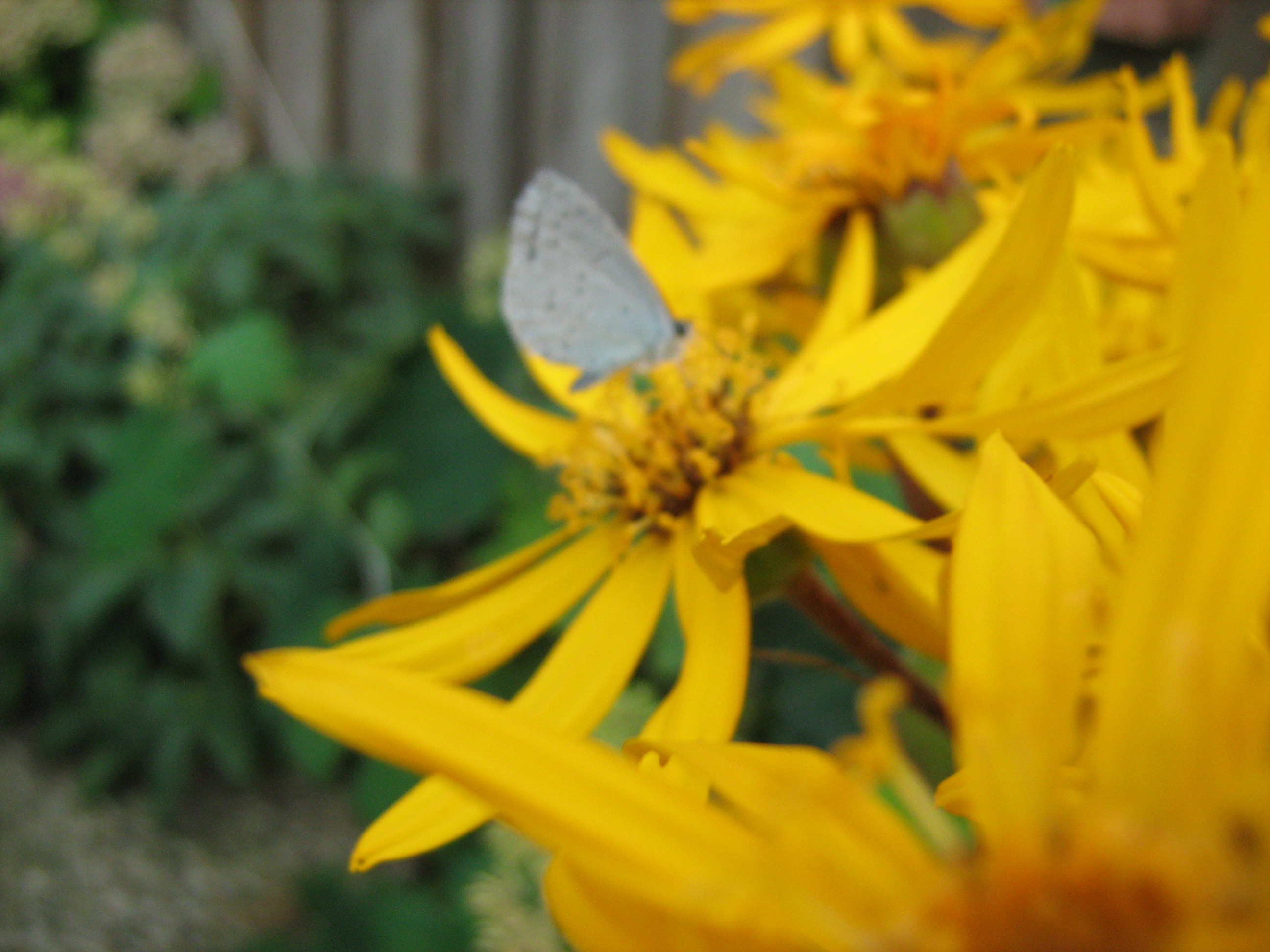 het blauwtje is er weer