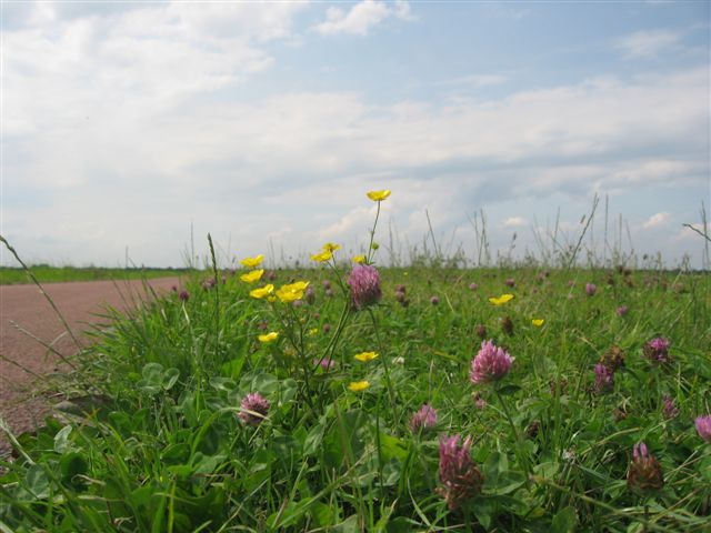 boterbloemen langs de Eem