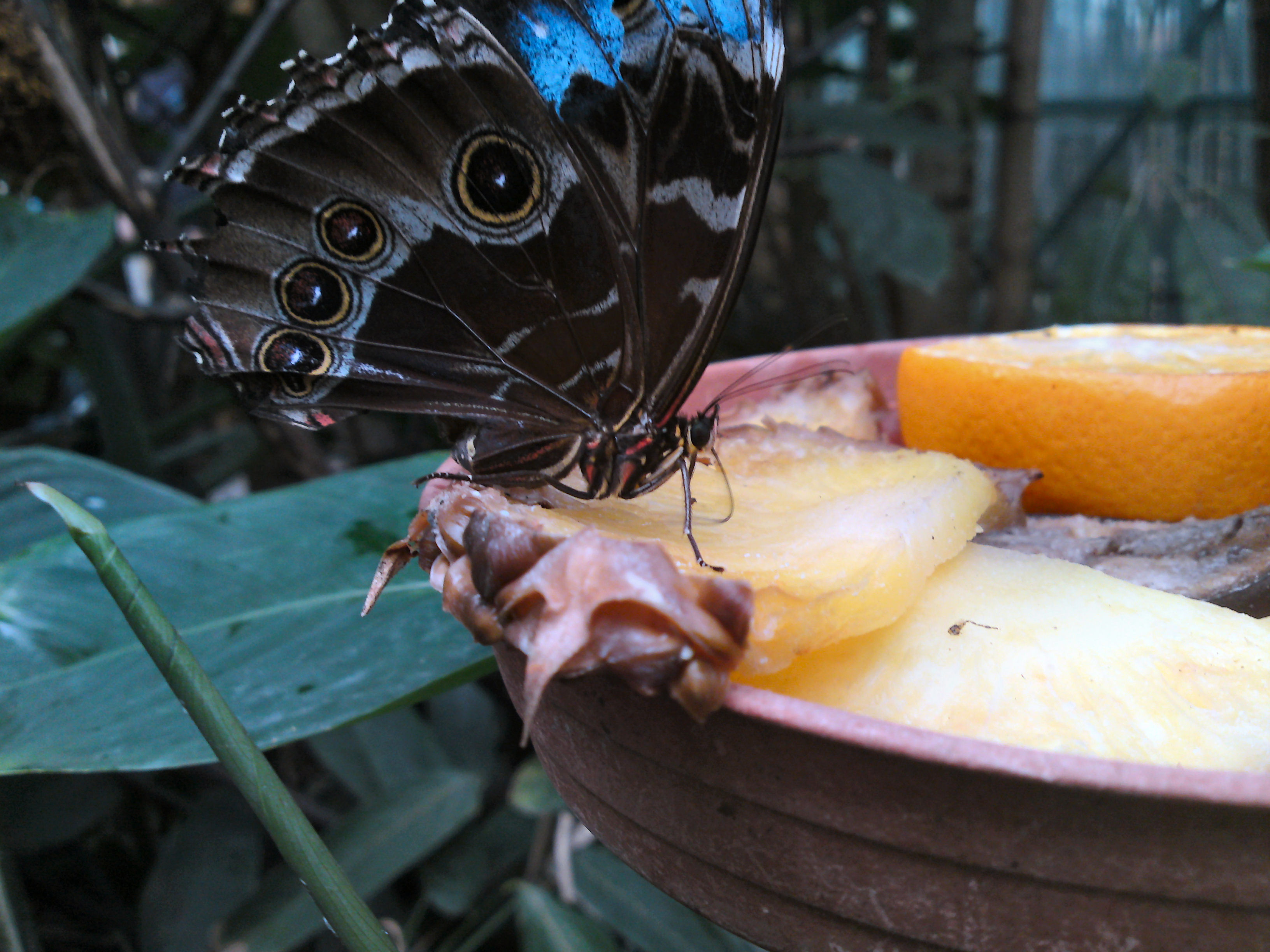 Morpho peleides