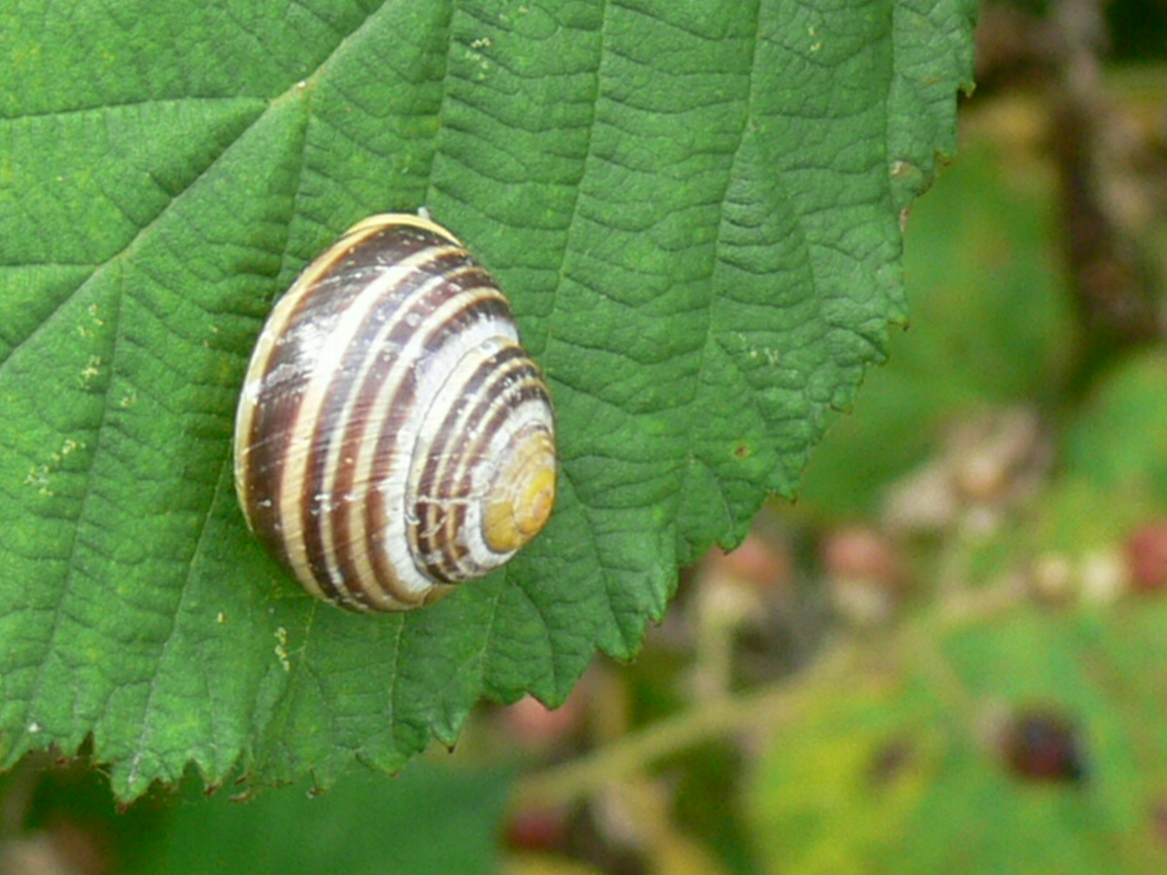Slak op blad