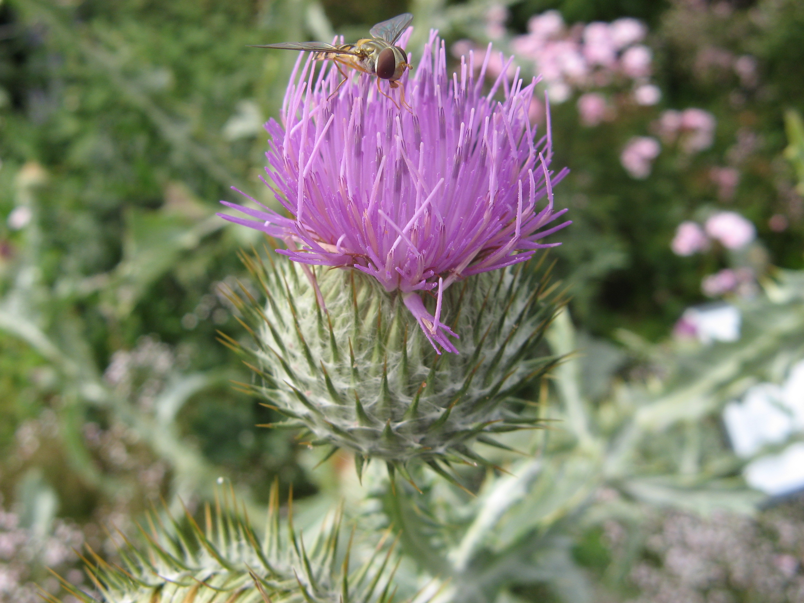 distel met insekt