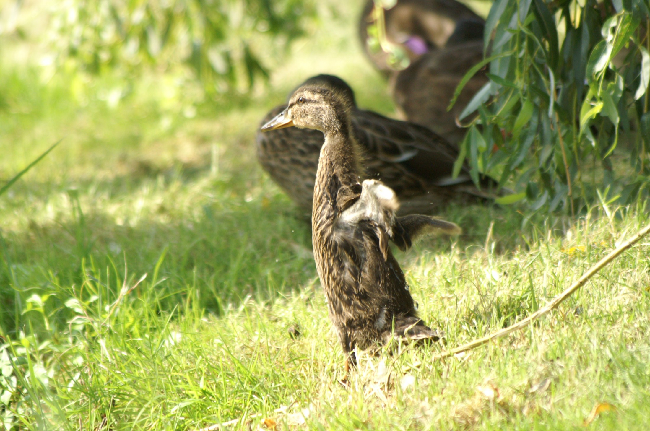 mijn vleugeltjes moeten nog groeien