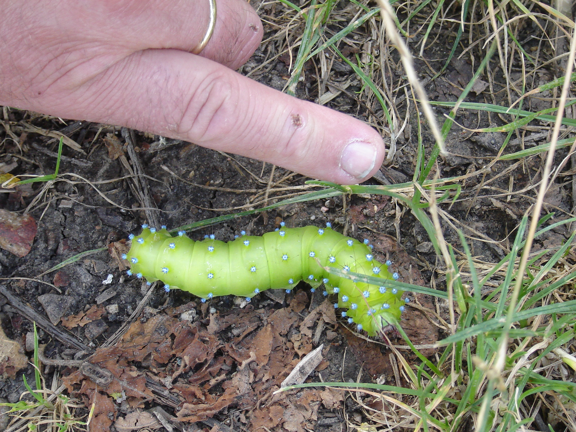 frankrijk zomer 2009