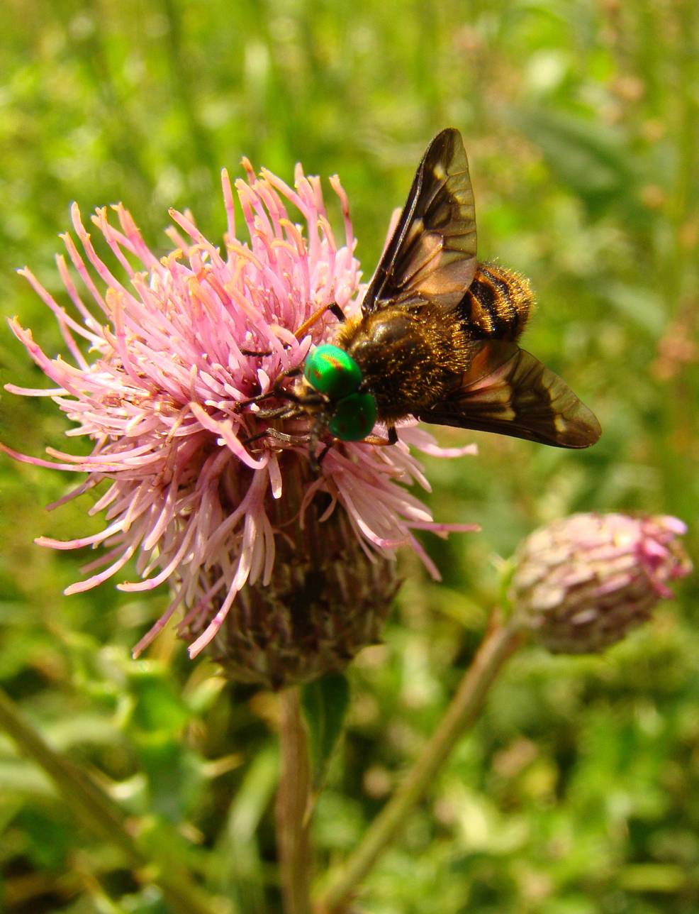 Gewone goudoogdaas (man)