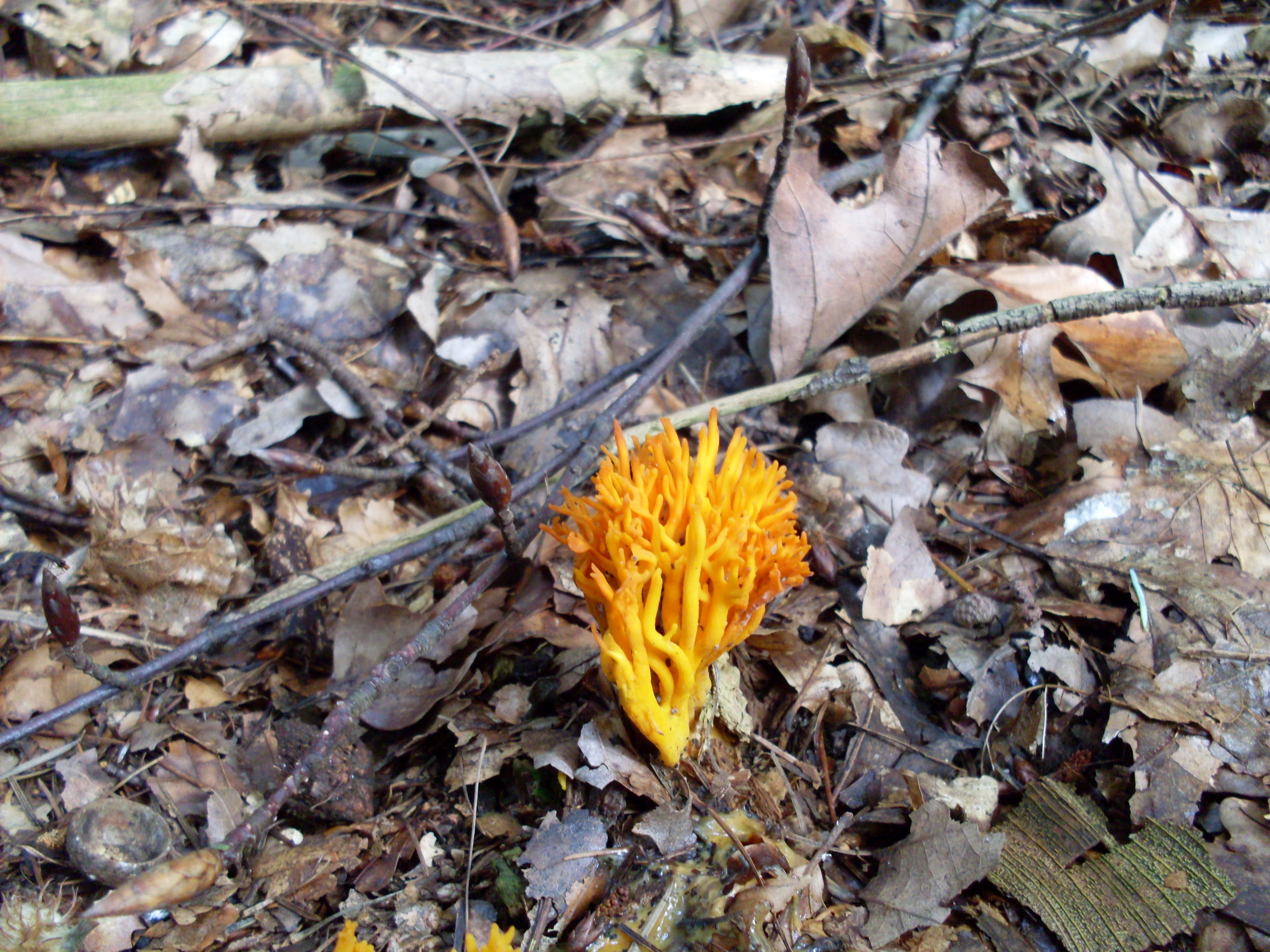 fel oranje in het bos
