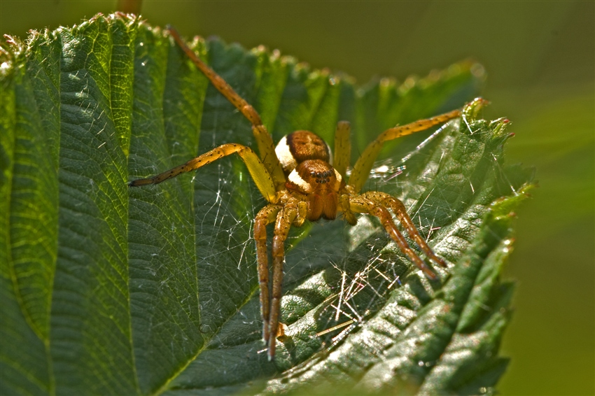 Welke spin is dit ?