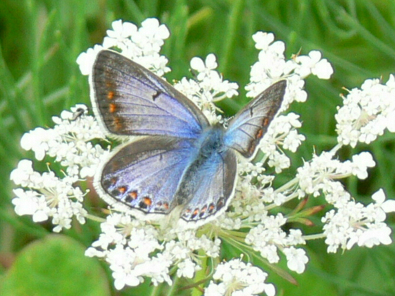 Icarusblauwtje Vrouw