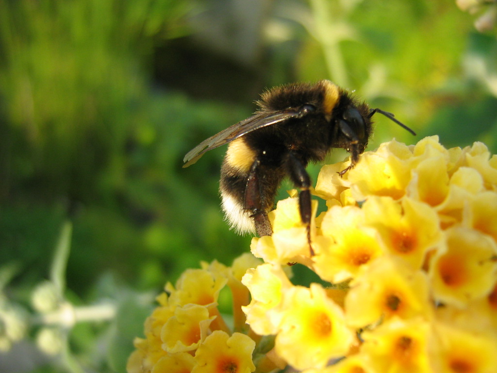 hommel op gele buddleia