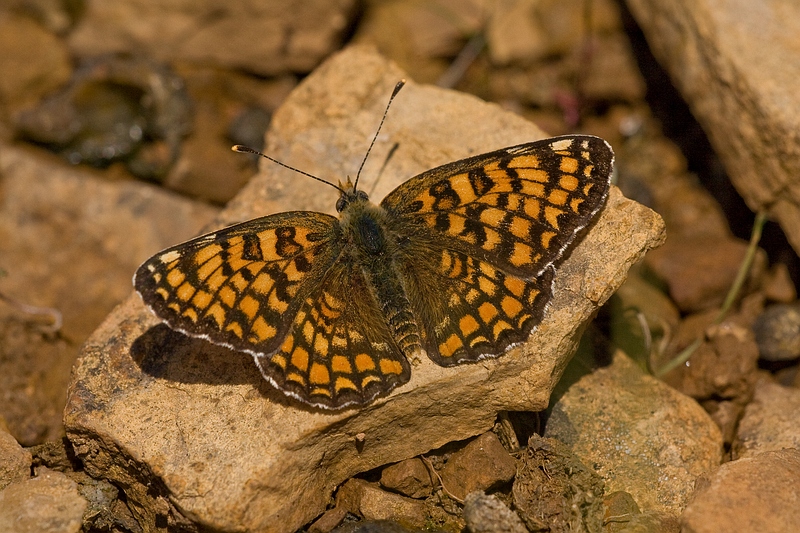 tweekleurige parelmoervlinder