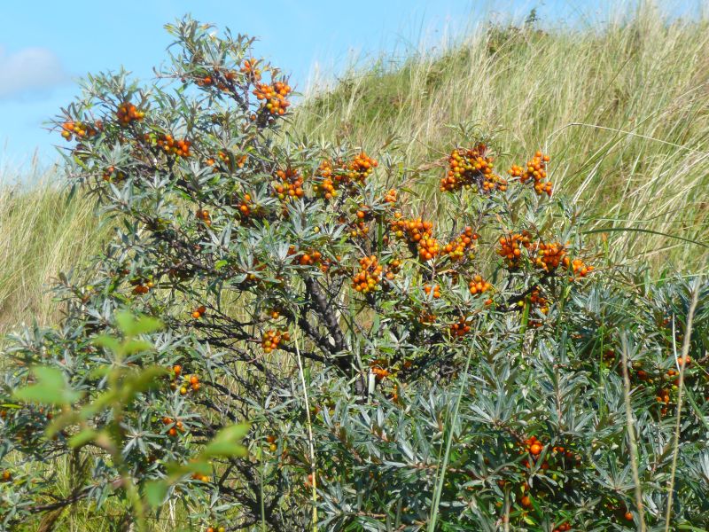 dat is vroeg (medio aug.2009)