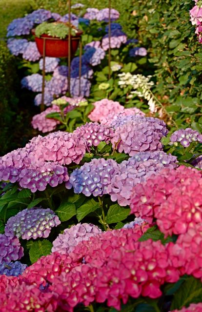 Hortensia's