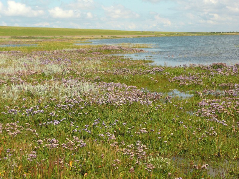 Bloeiend lamsoor medio aug.2009