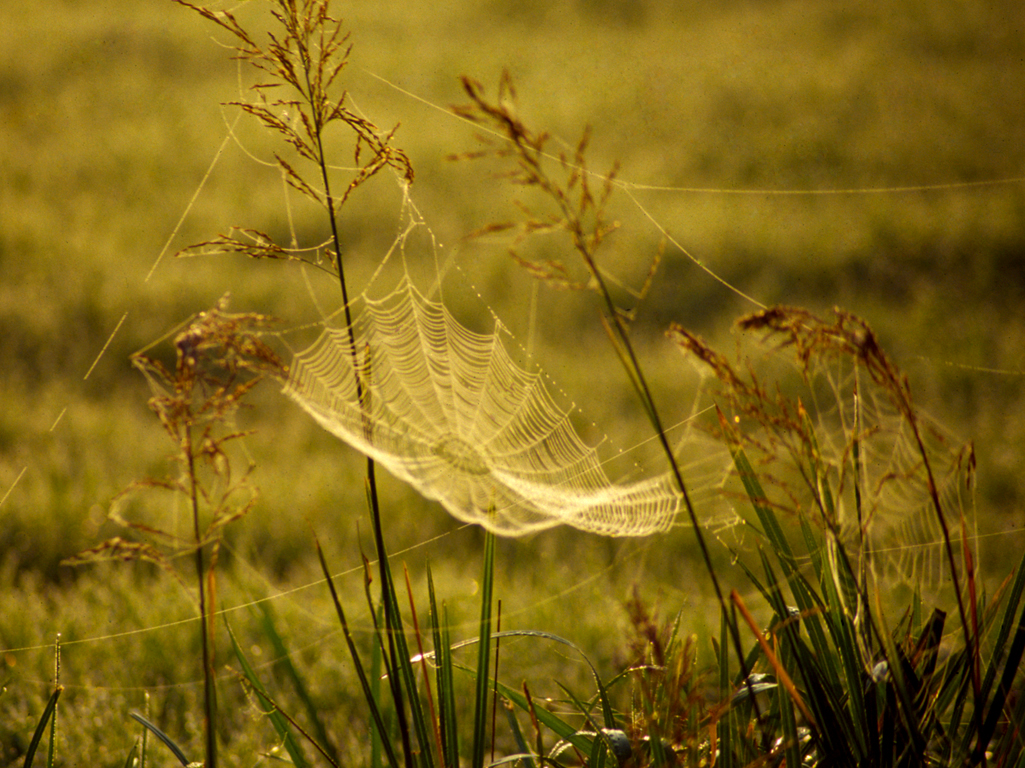 spinnenweb