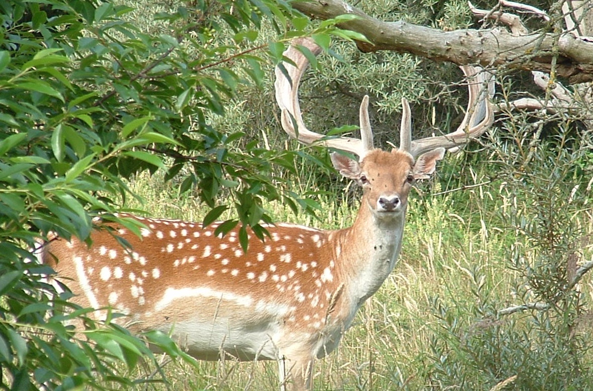 in de duinwateleiding gebieden