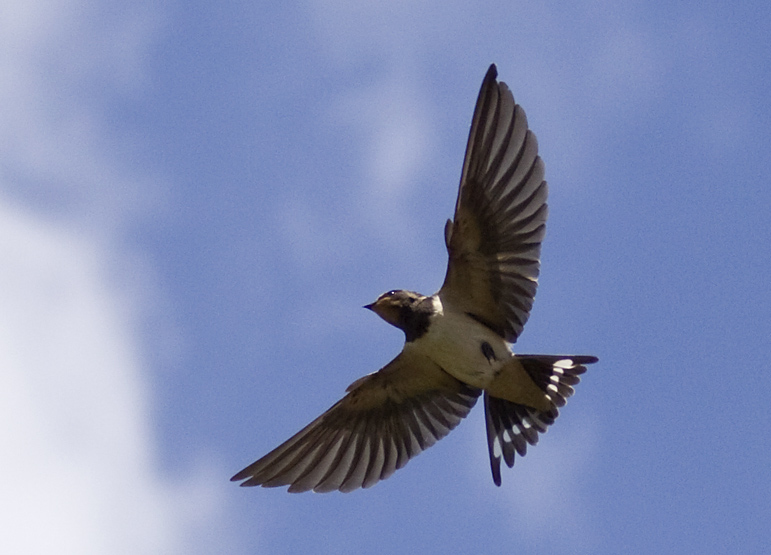 Vlieglessen gelukt..
