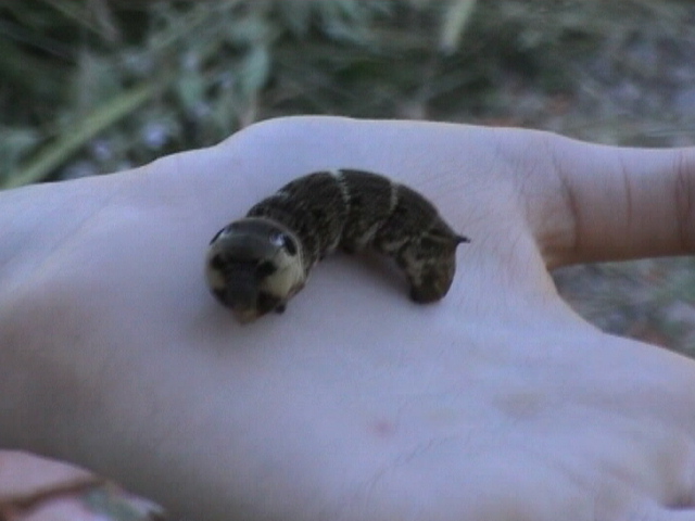 welke rups is dit?
