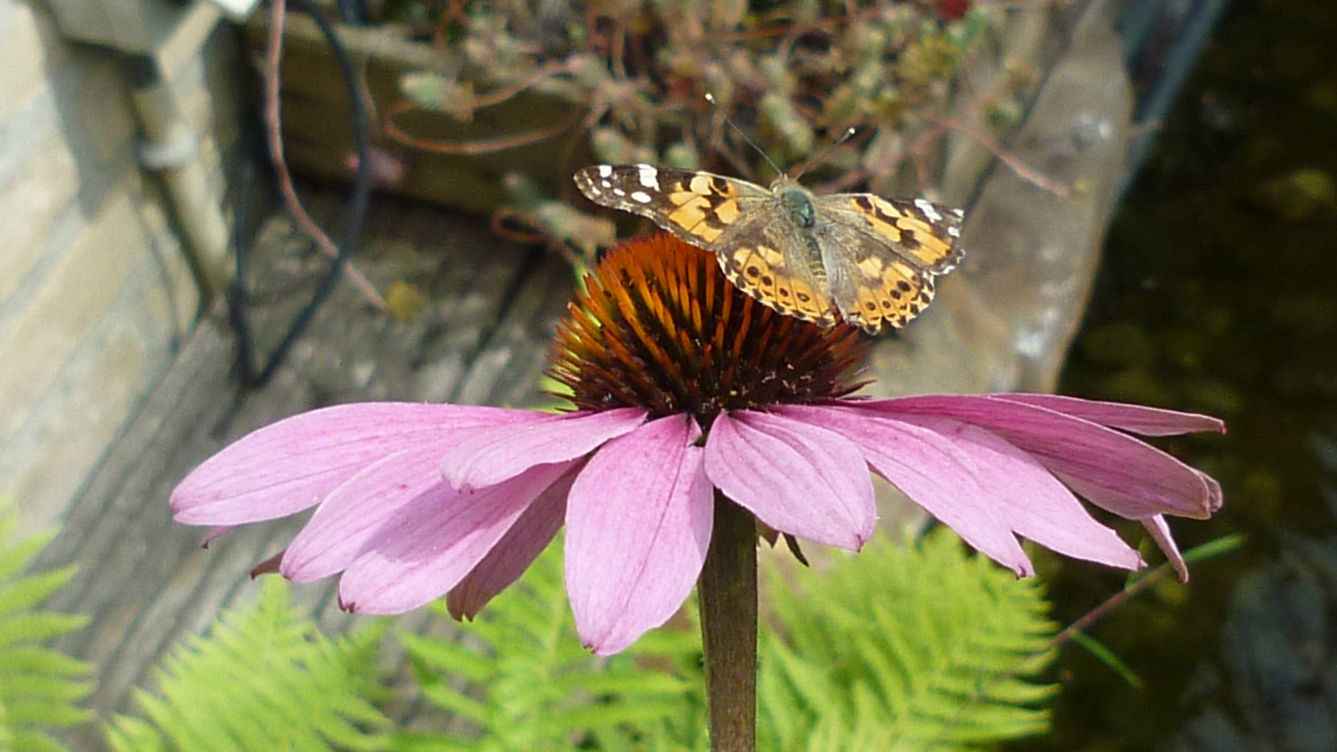 Bont zandoogje op  rodezomerhoed