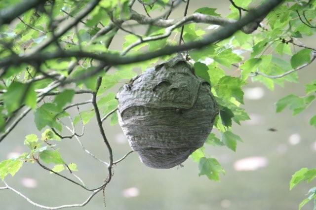 insectennest...