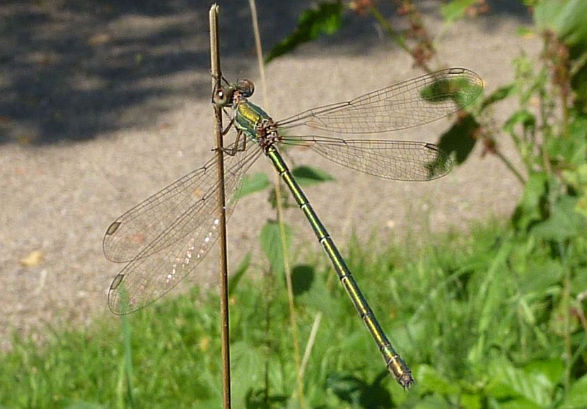 libel groen, houtpantserjuffer