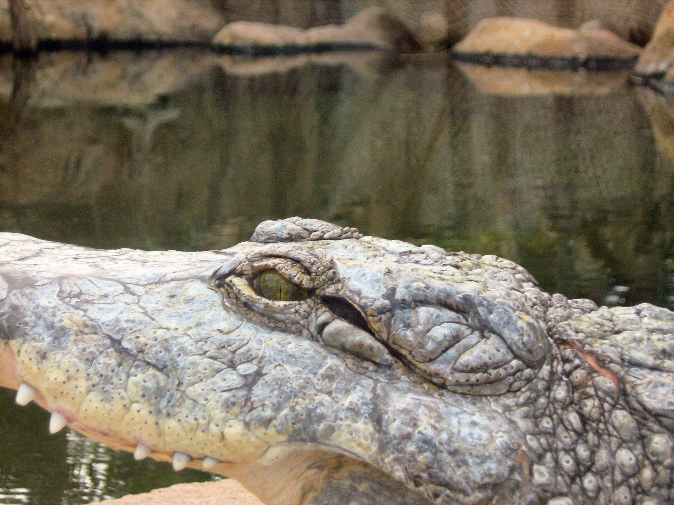 Mijn ogen zijn groter dan mijn maag